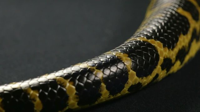 Crawling tail of yellow anaconda