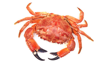 Boiled red big sea crab from the waters of the Black Sea on a white background close-up. Sea delicacy in a restaurant on the coast                             