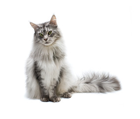 Portrait of  Maine Coon cat. Curious young grey striped cat isolated on white background.