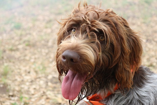 Portrait of wire-haired pointing griffon or Korthals