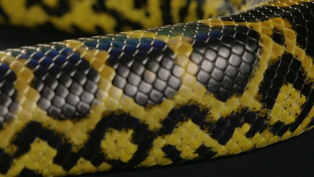 Texture of snakeskin, anaconda