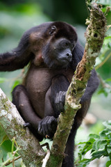 Manteled howlers (Alouatta palliata) live in the rainforests of Central America. They are the only Central American monkeys that eat large quantities of leaves.