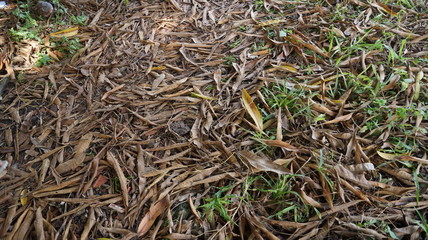Foliage in an open field