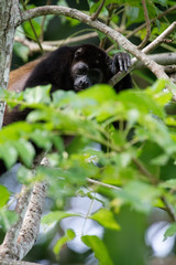 Manteled howlers (Alouatta palliata) lare the only Central American monkeys that eat large quantities of leaves. Since leaves are providing not much energy, they are resting the majority of the day.