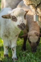 Small cute lamb gambolling in a farm. Small Sheep on the meadow.