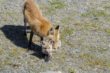 Red fox kit and parent