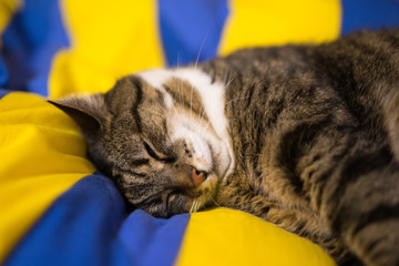 cat in bed sleeping