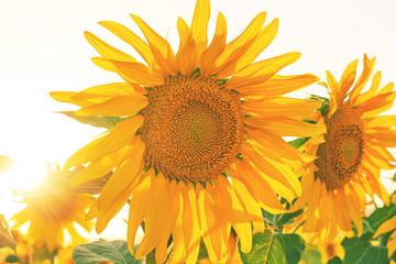 Large yellow sunflower flowers on an agricultural field on a sunset background                            