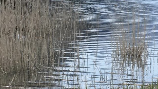 i suoni del biotopo 1