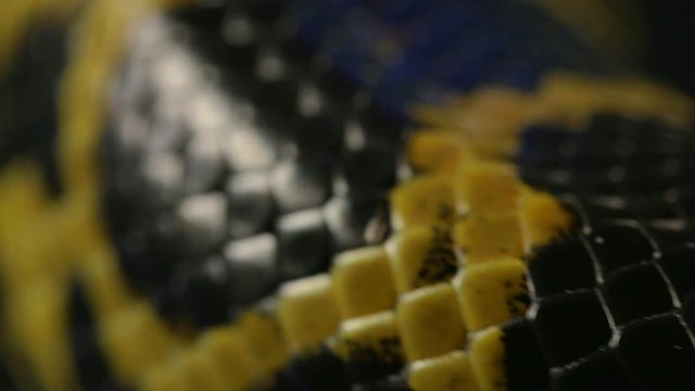 Texture of snakeskin, macro