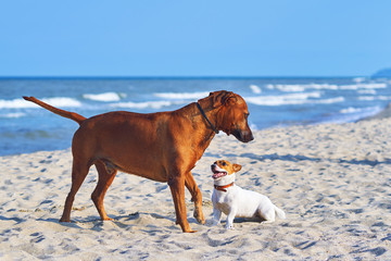 Dog and the Jack Russell playing on the beach at sunset