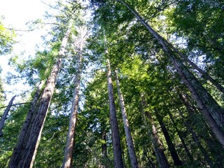Redwood Forest