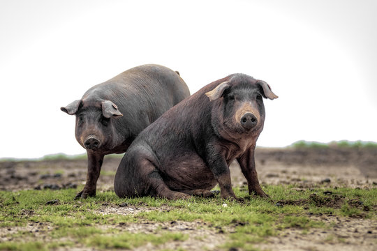Cerdo ib&eacute;rico de la dehesa de Extremadura mirando a c&aacute;mara en primer plano
