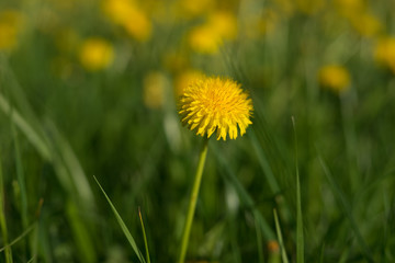 singel dandelion with a lot of bokeh