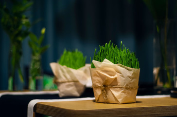 green sprouts in paper packaging, green house concept, table top, close-up