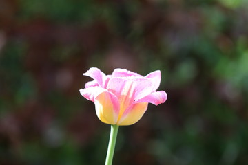 Obraz na płótnie Canvas tulipe