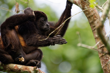 Fototapeta premium Manteled howler(Alouatta palliata) have sometimes parasites. With grooming each other or just scratching itself, it tries to get rid of it.