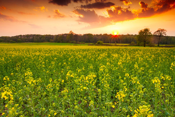 Obraz premium Zachód słońca nad łąką