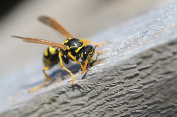 Wasp,  wasp on wood