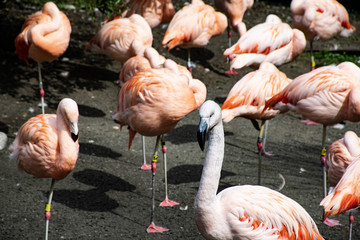 flamingos