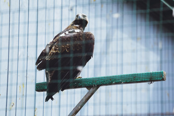 Bird of the hawk, long-legged buzzard