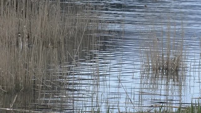 i suoni del biotopo 2