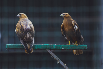 Bird of the Falcon, Saker Falcon