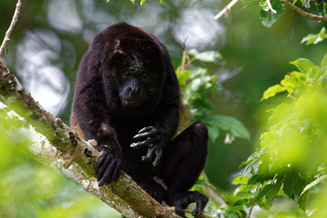 Male mantled howlers are one of the largest Central American monkeys. They can weight up to ca. 10kg. The male mantled howler has a hollow bone near the vocal cords, which amplifies the calls making.