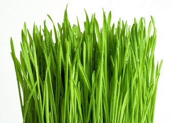 Texture of a bright green fresh spring grass with morning dew on a white background. Macro photography. Background for your text and design
