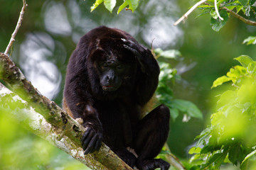 Male mantled howlers are one of the largest Central American monkeys. They can weight up to ca. 10kg. The male mantled howler has a hollow bone near the vocal cords, which amplifies the calls making.