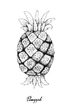 Hand Drawn of Fresh Sweet Organic Pineapple