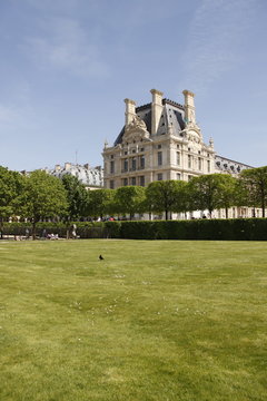 Pelouse du Jardin des Tuileries à Paris