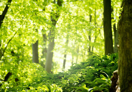 green forest in spring season