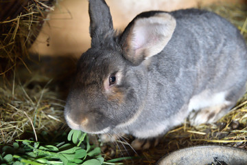 rabbit mutter and little cutie watching around his hay nest close up portrait 