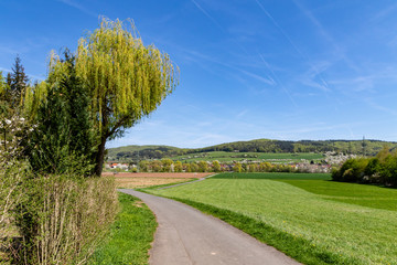 Fototapeta na wymiar Weidenbaum am Werratalradweg in der Frühlingssonne