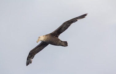 birds