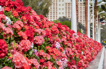 bridge of flowers, fishing boats, seagulls on the sand.