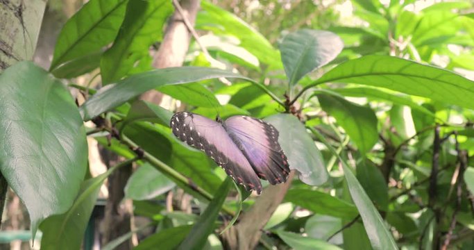Piccole farfalle colorate sulle foglie delle piante volano in un parco naturale