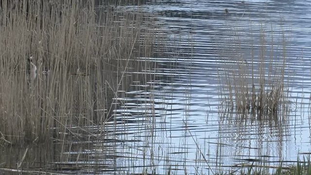 i suoni del biotopo 3