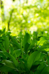 wild garlic plant growing in forest