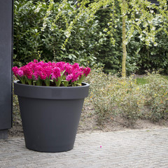 Purple hyacinths in a plastic tub near the fountain on the background of trees in the botanical garden in Keukenhof