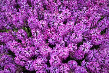 the Blue hyacinths on the lawn in the botanical garden