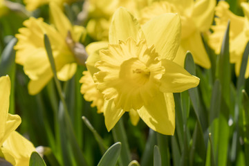 Nahaufnahme einer Narzisse