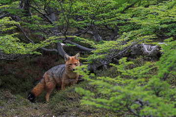 Fuchs am Mirador Maestri, nicht weit von der Laguna Torre, Patagonien, Argentinien