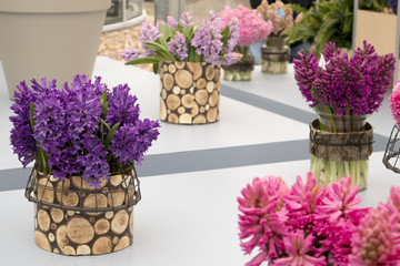 the Multicolored cut hyacinths in vases wrapped in wood bark in a greenhouse in a botanical garden