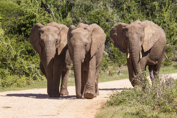 Large african elephants walking along a gravel road