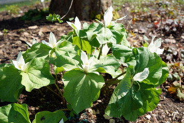Colorful spring flowers growing with good care in Germany
