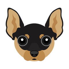 Cute chihuahua dog avatar