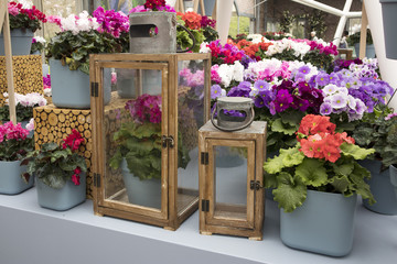 the Multicolored primroses, geraniums and cyclamen at the festival of spring flowers in the botanical garden