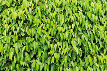 Background of a fragment of leaves and stems of a green flowering bush in the park
